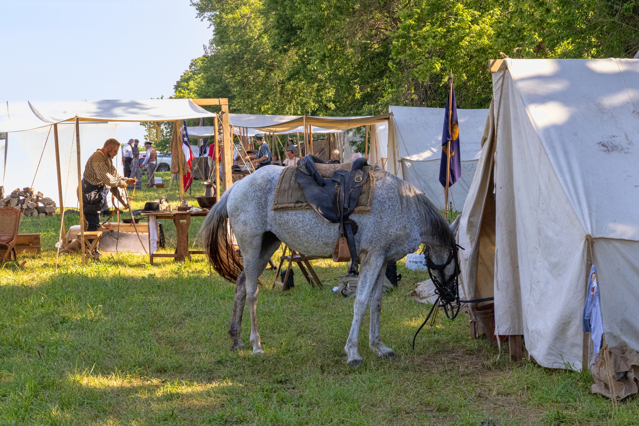 Horse in camp